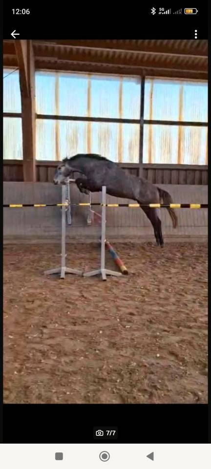 Jeune holsteiner hongre de 4ans 