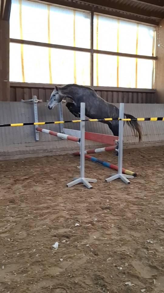 Jeune holsteiner hongre de 4ans 