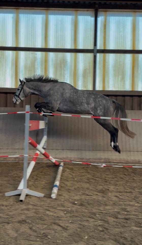 Jeune holsteiner hongre de 5 ans