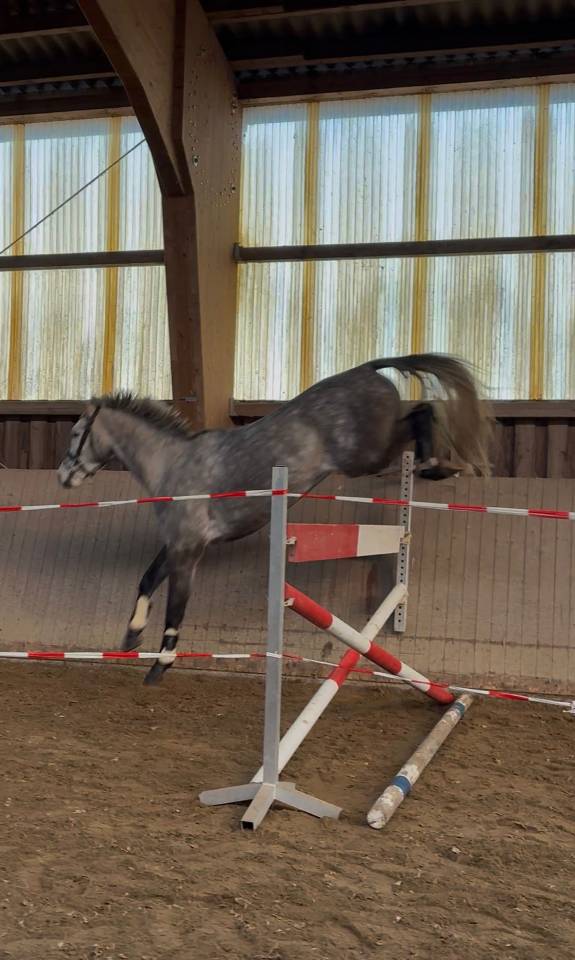 Jeune holsteiner hongre de 5 ans