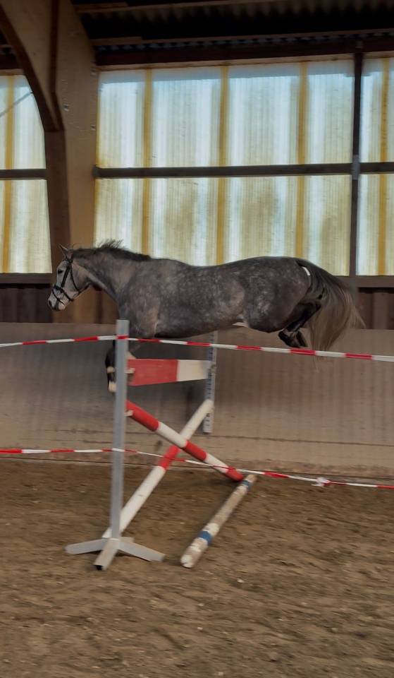 Jeune holsteiner hongre de 5 ans