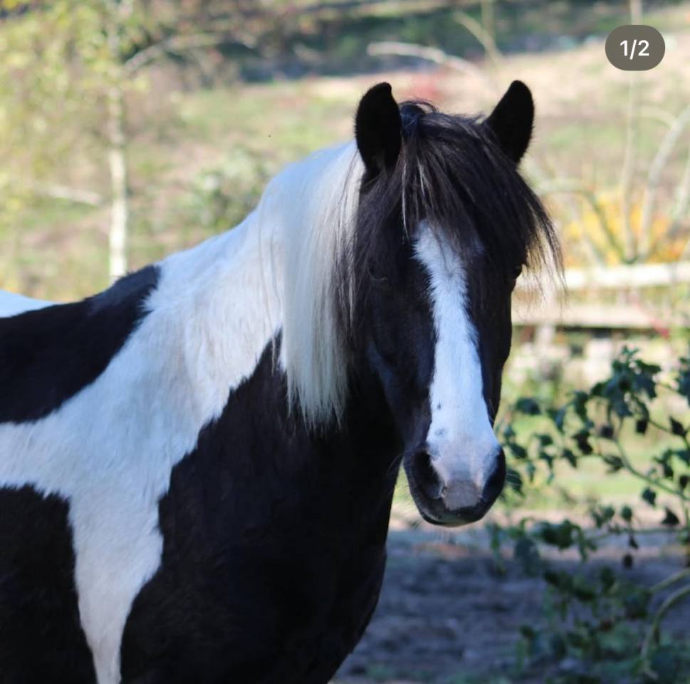 Poney de loisir/compagnie