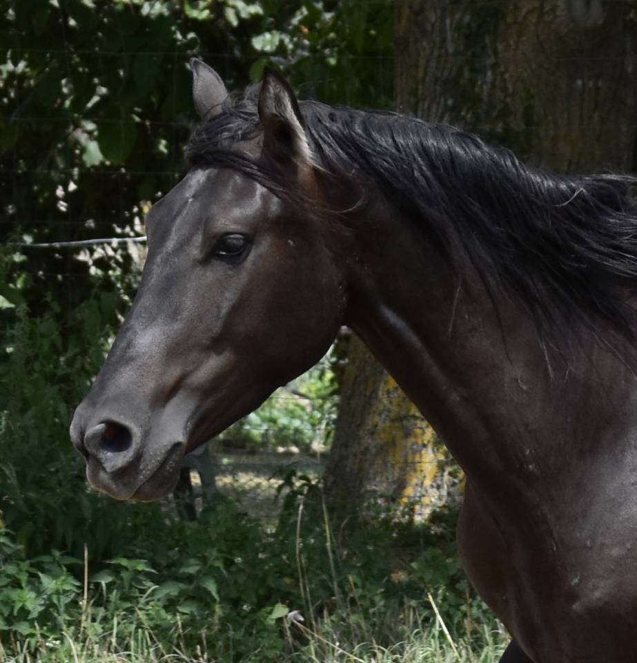 Cheval PRE noir 3 ans EN AVRIL 2026