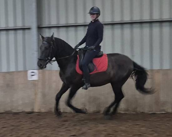 Cheval PRE noir 3 ans EN AVRIL 2026