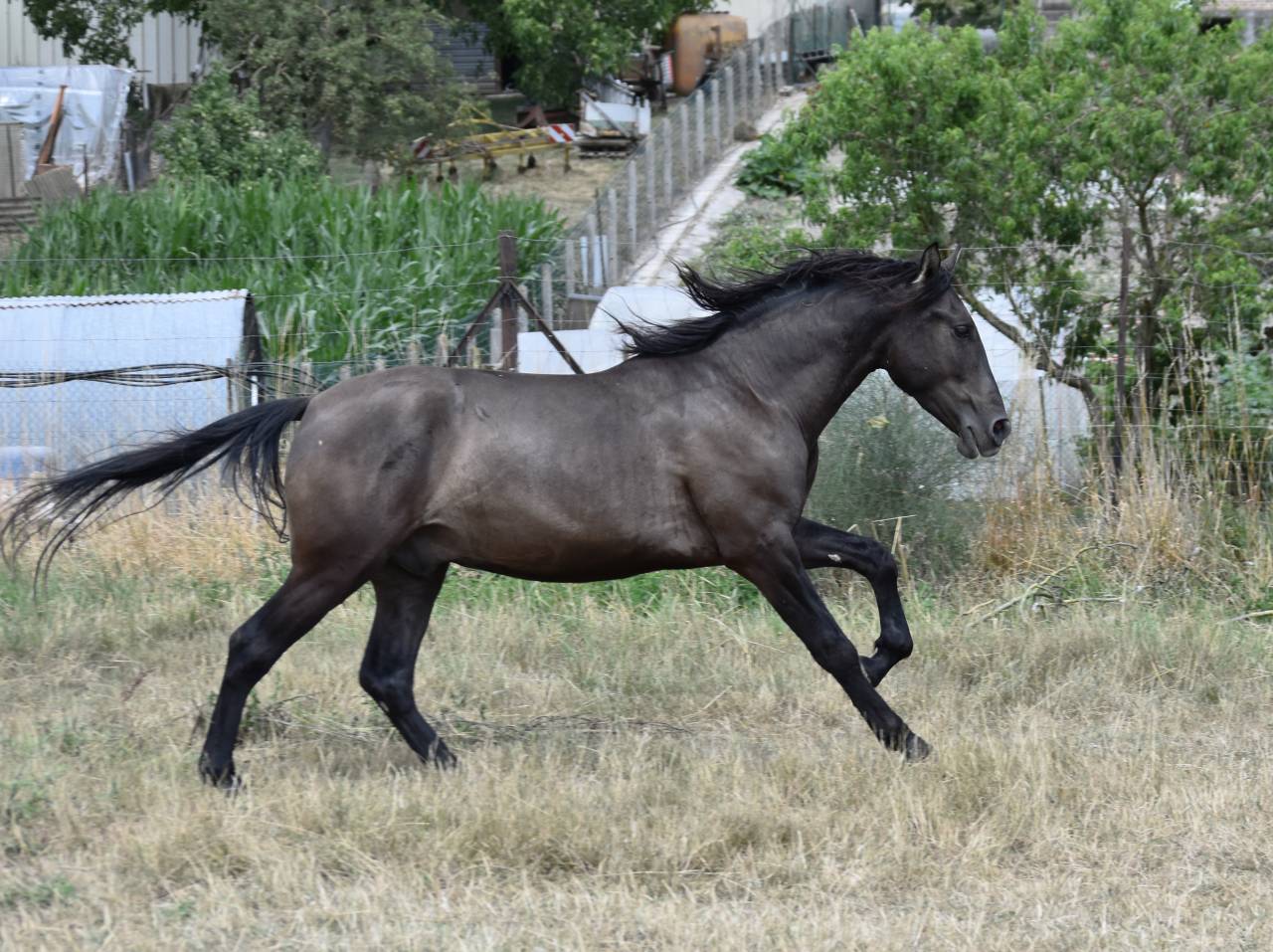 Cheval PRE noir 3 ans EN AVRIL 2026