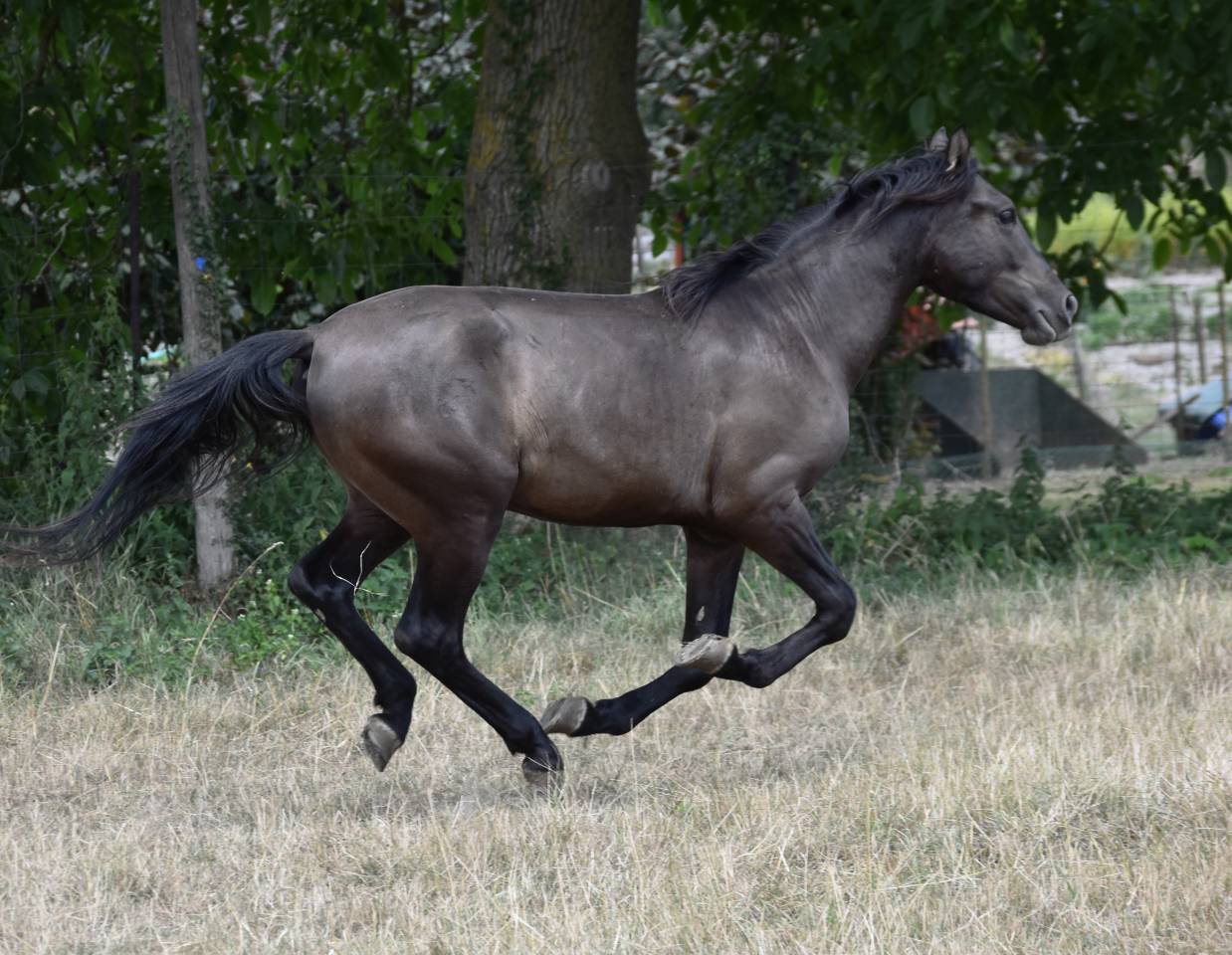 Cheval PRE noir 3 ans EN AVRIL 2026