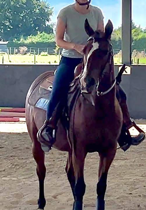 Jument de loisir quarter horse 5 ans plein papiers 