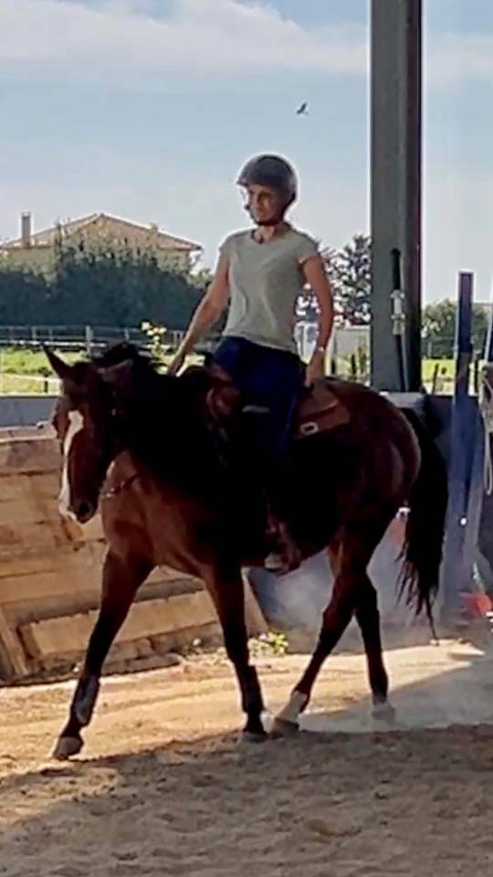 Jument de loisir quarter horse 5 ans plein papiers 
