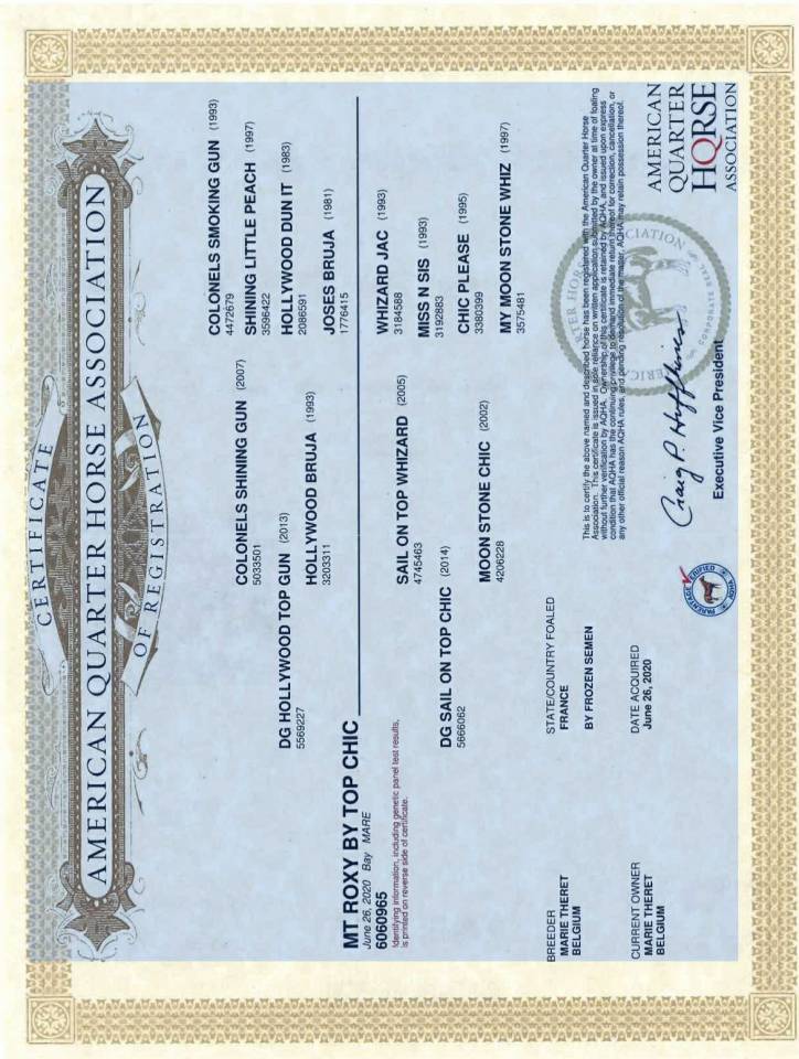 Jument de loisir quarter horse 5 ans plein papiers 