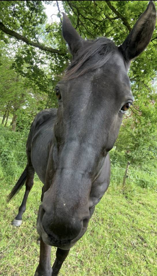 Cheval &agrave; vendre 