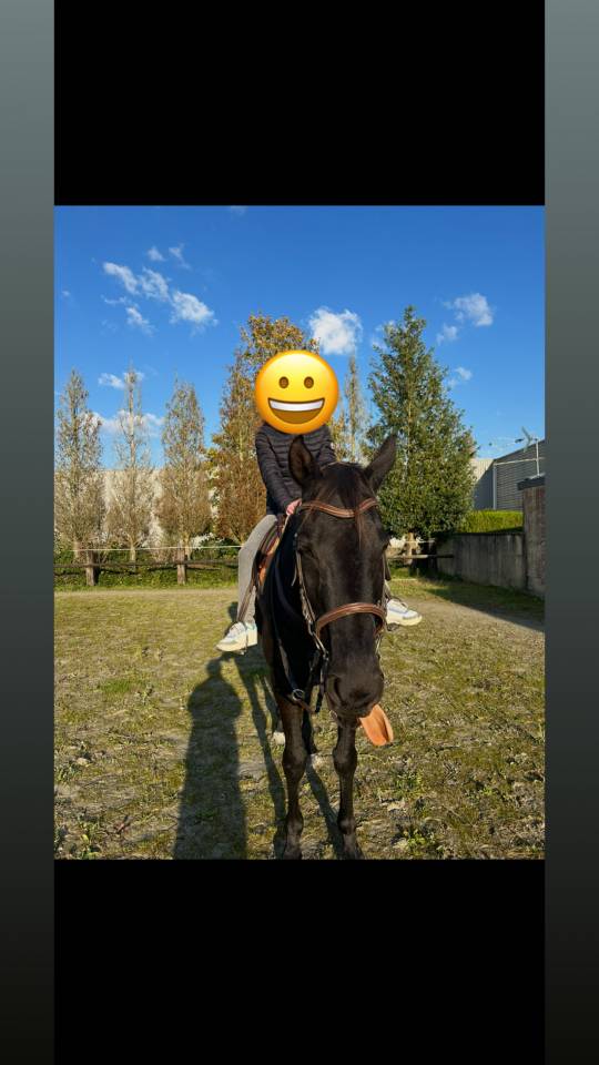 Cheval &agrave; vendre 
