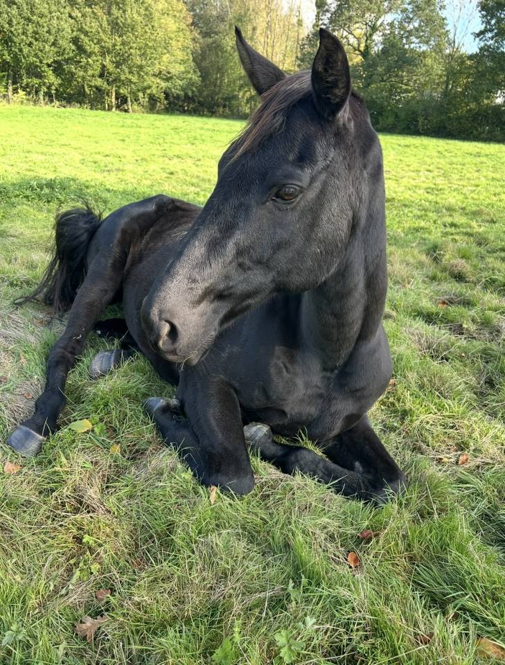 Cheval &agrave; vendre 