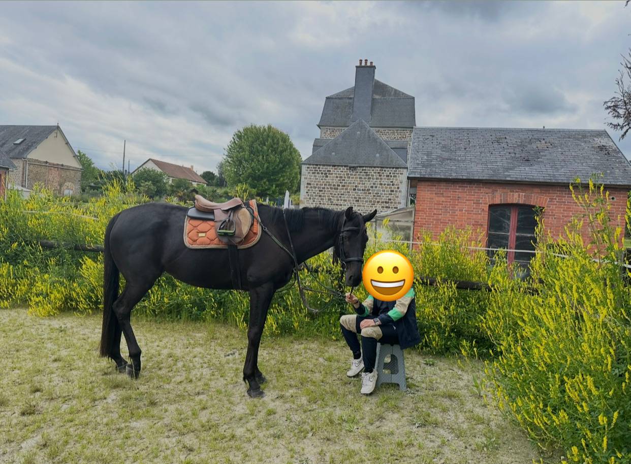 Cheval &agrave; vendre 