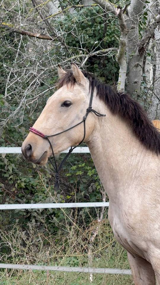 Jolie ONC 4 ans en 2026