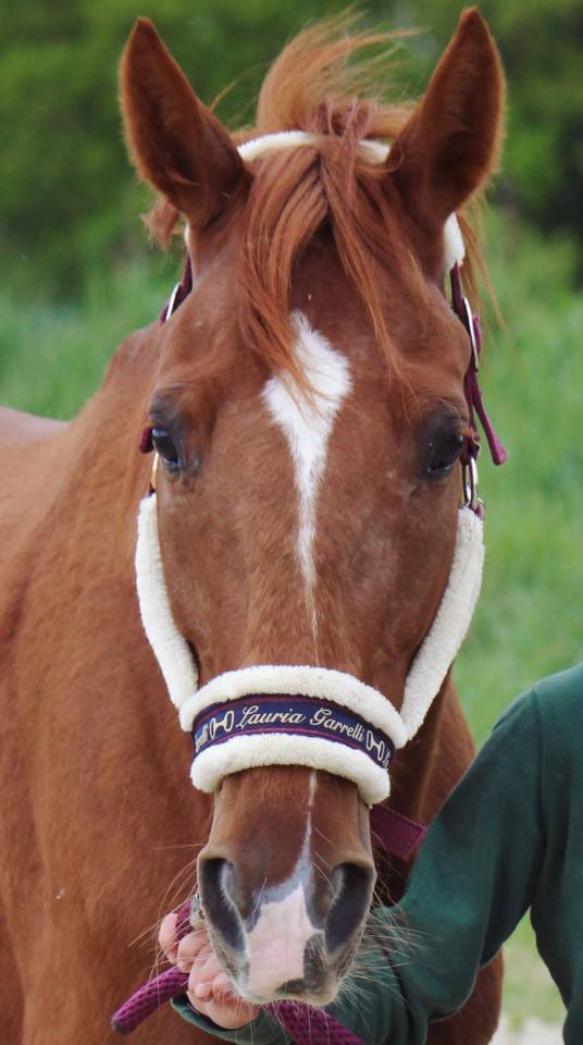 Jument, 6ans, CSO & Loisir