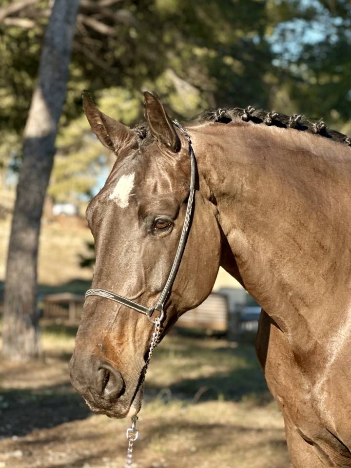 ? Hongre, BWP, 8 ans, 174cm