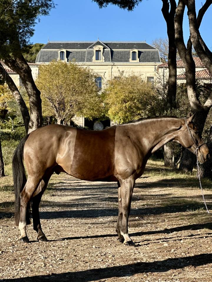 ? Hongre, BWP, 8 ans, 174cm