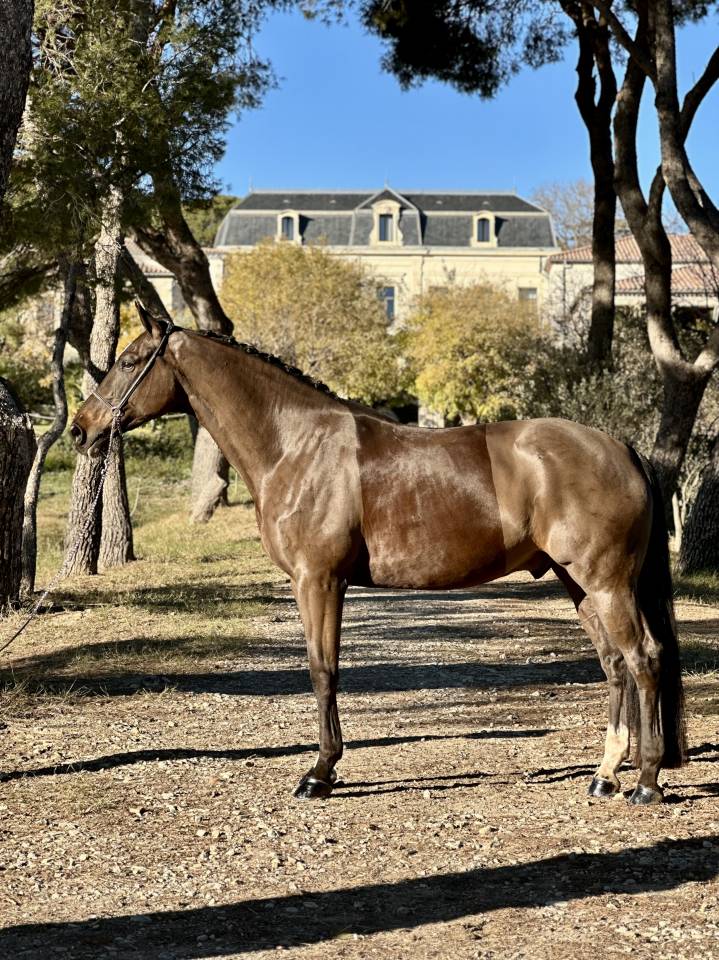 ? Hongre, BWP, 8 ans, 174cm