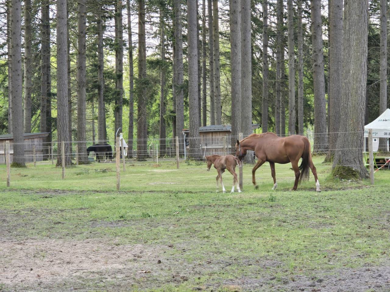Recherche Cavalier(&egrave;re) Pro - Location d'une &eacute;curie 