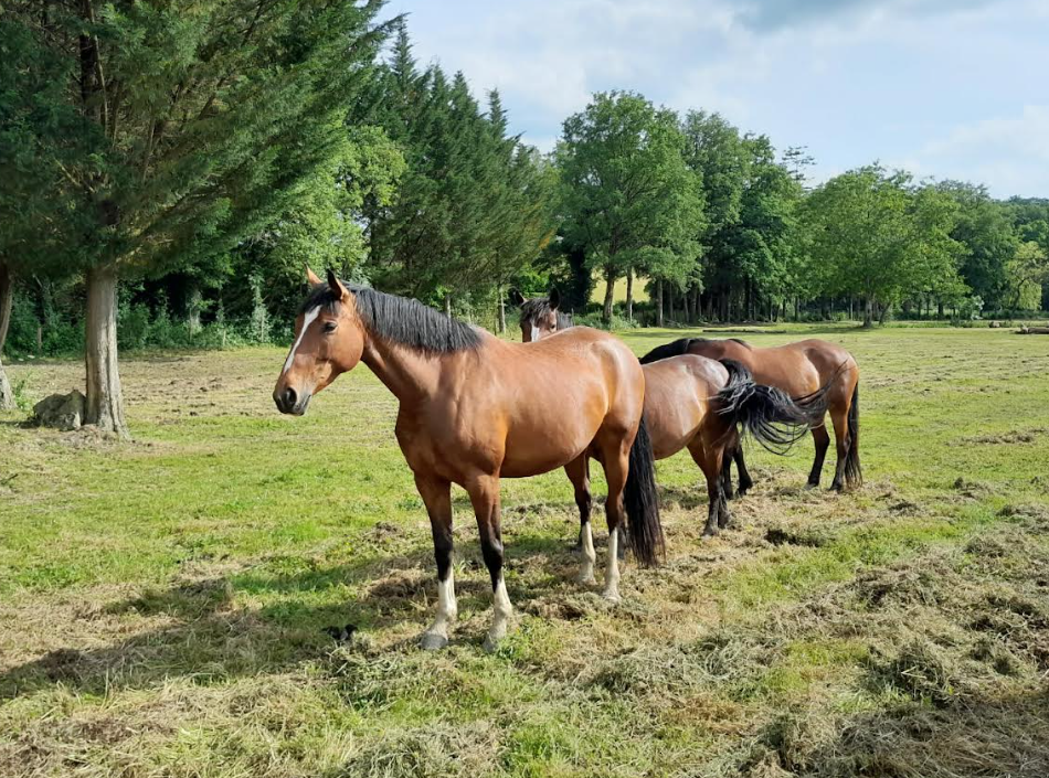 JUMENT DE LOISIR / FAMILLE - SF &ndash; &Agrave; VENDRE