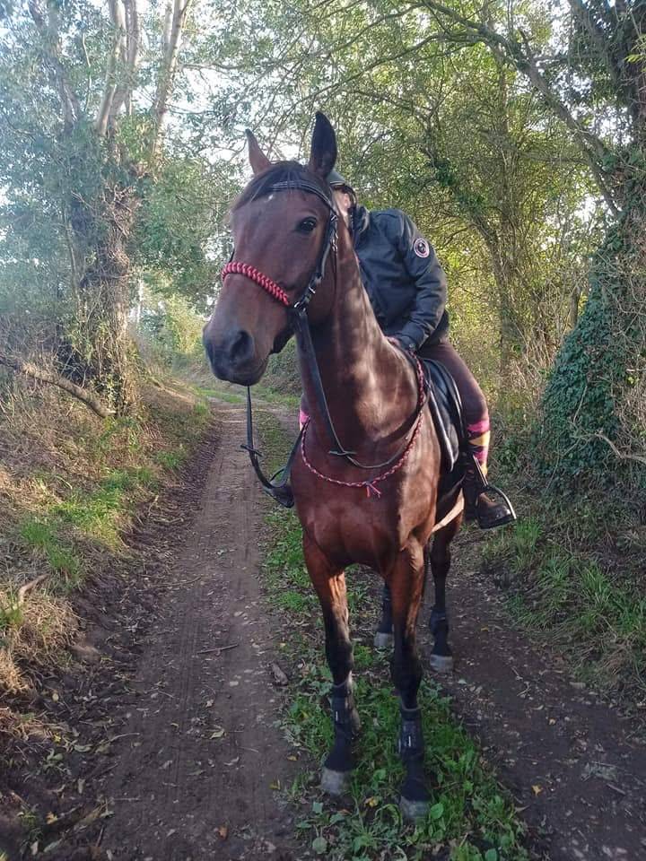 Trotteur Fran&ccedil;ais 