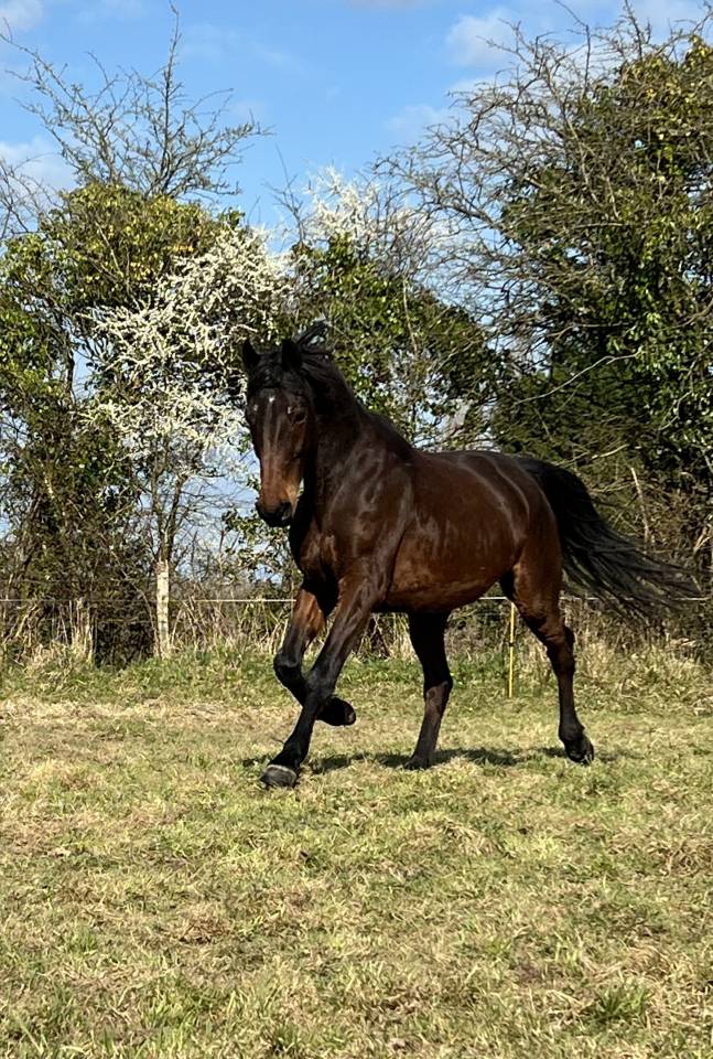 Trotteur Fran&ccedil;ais 