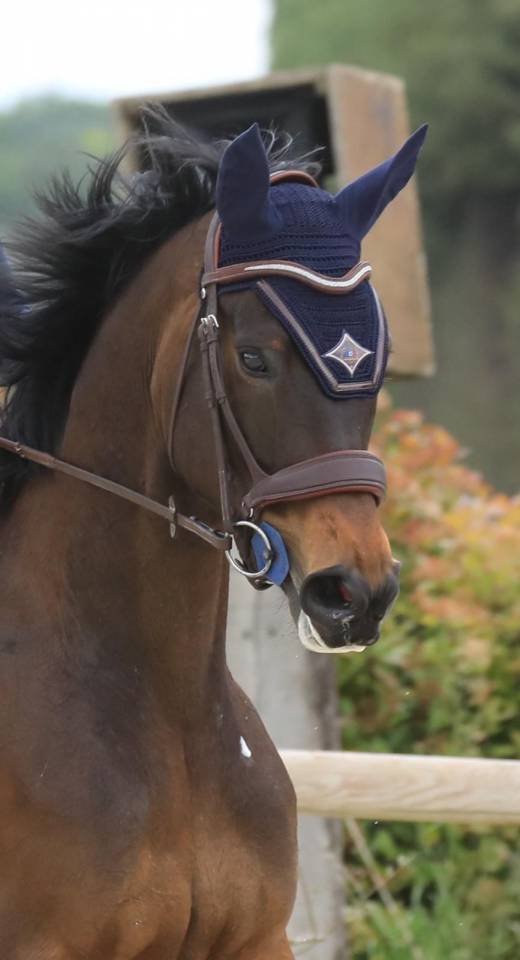 Propose demi-pension ou pension compl&egrave;te &ndash; Jument 8 ans