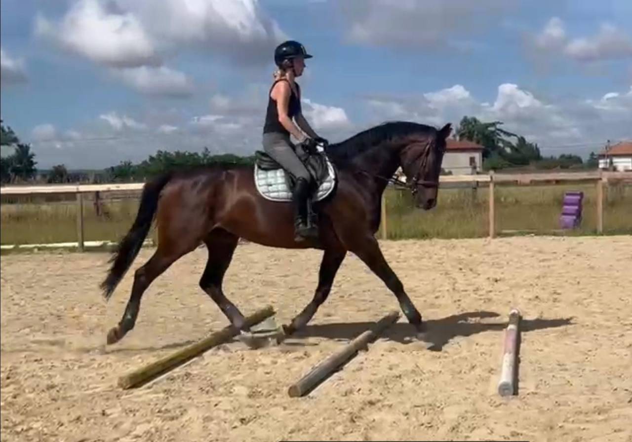 Propose demi-pension ou pension compl&egrave;te &ndash; Jument 8 ans