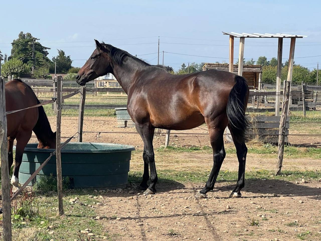 Propose demi-pension ou pension compl&egrave;te &ndash; Jument 8 ans