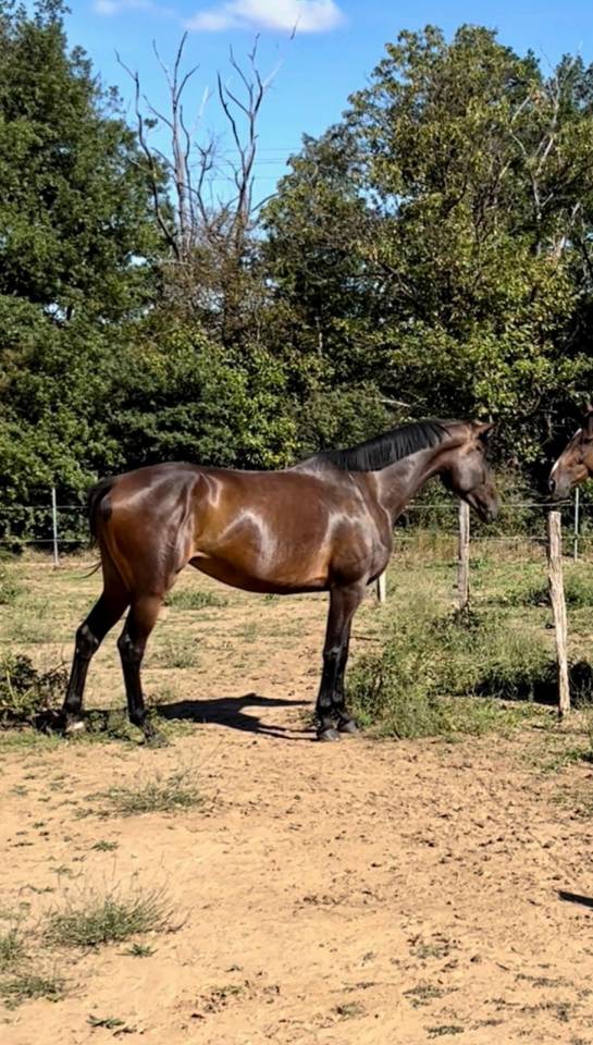 Propose demi-pension ou pension compl&egrave;te &ndash; Jument 8 ans