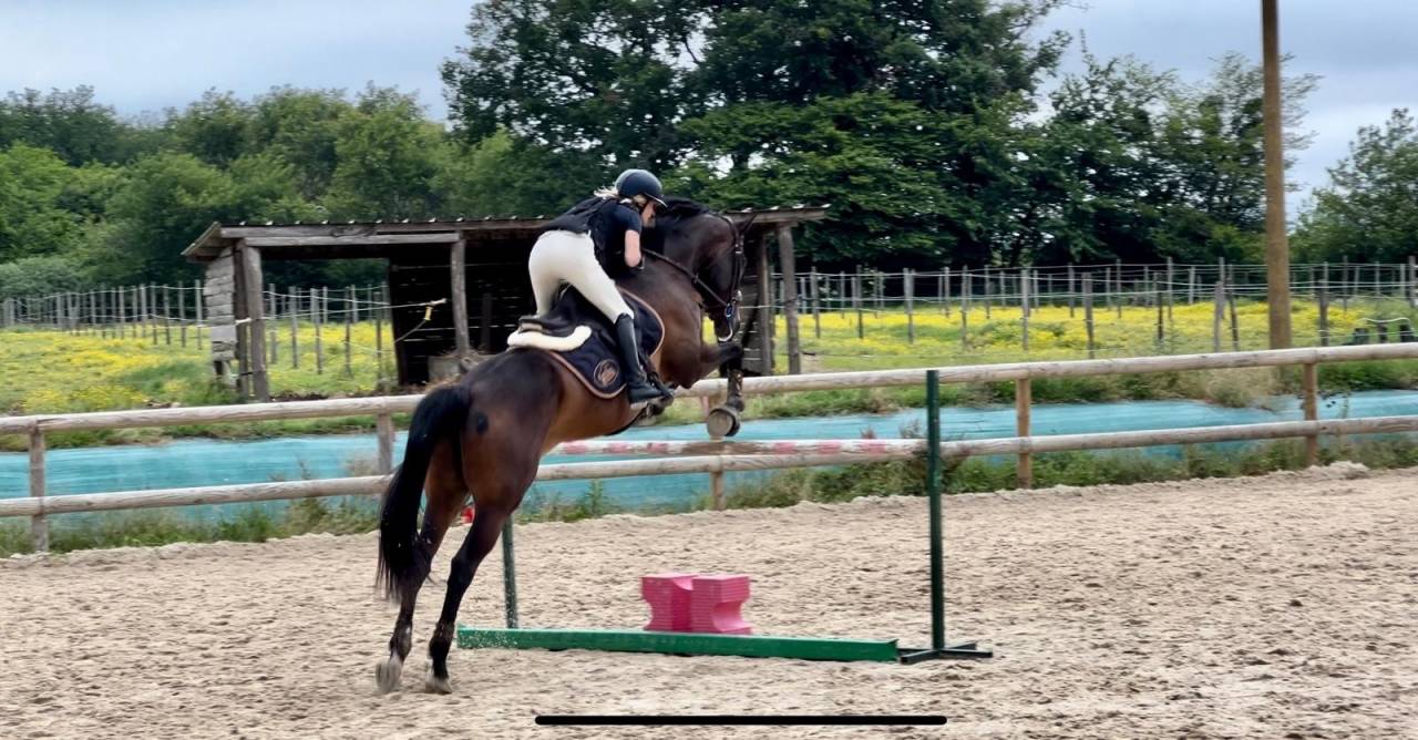 Propose demi-pension ou pension compl&egrave;te &ndash; Jument 8 ans