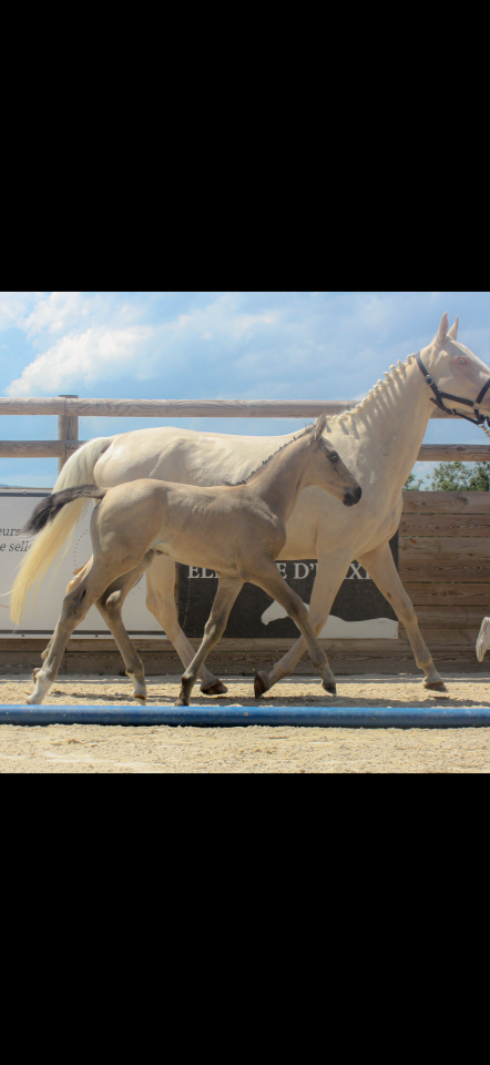 Jument de sport polonaise 