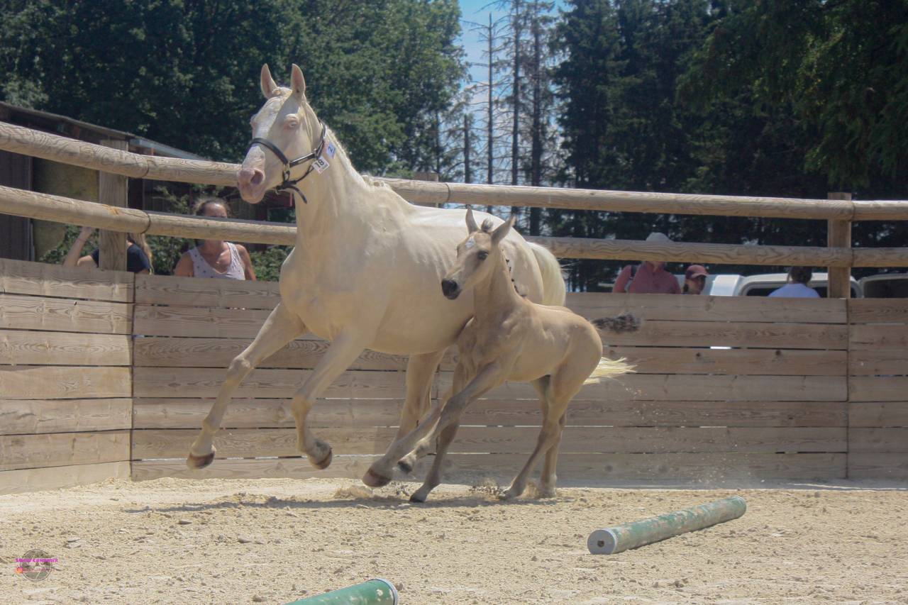 Jument de sport polonaise 