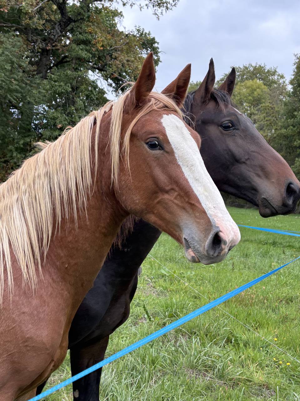 Magnifique m&acirc;le selle fran&ccedil;ais 