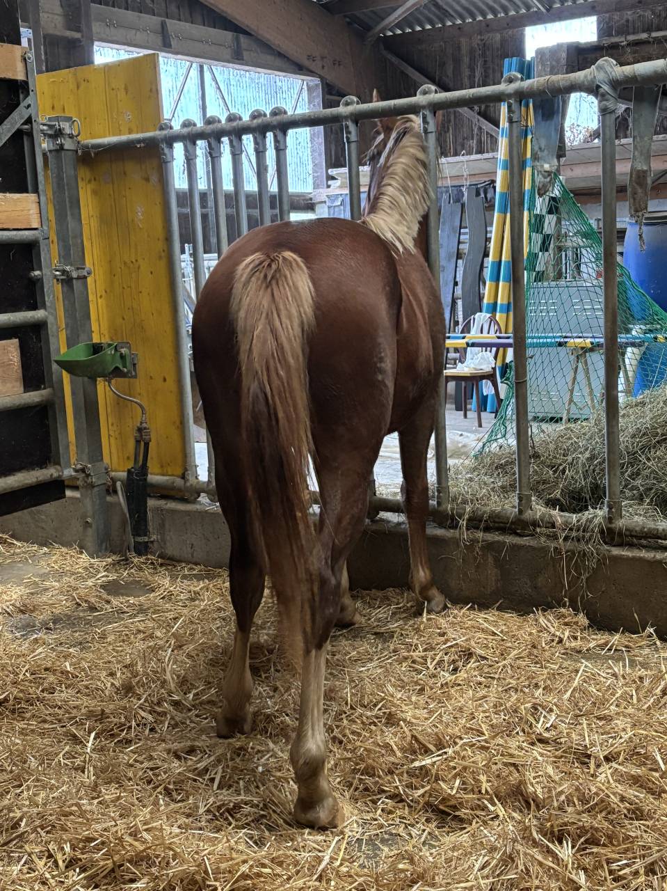 Magnifique m&acirc;le selle fran&ccedil;ais 