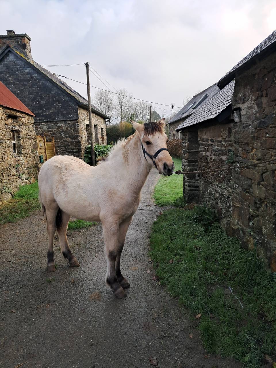 Pouliche Connemara Part Bred PP 8 mois