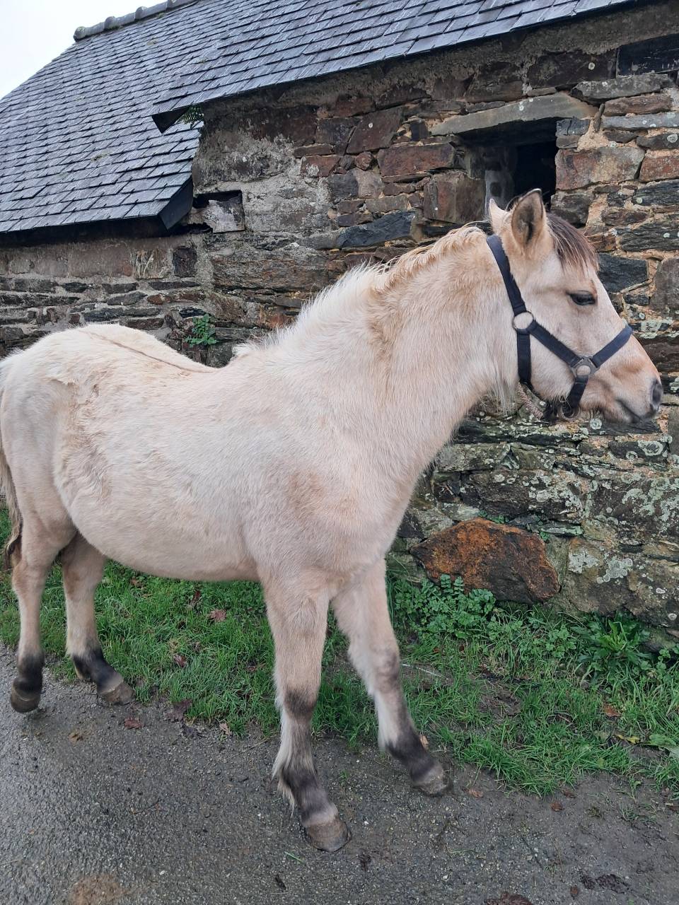 Pouliche Connemara Part Bred PP 8 mois