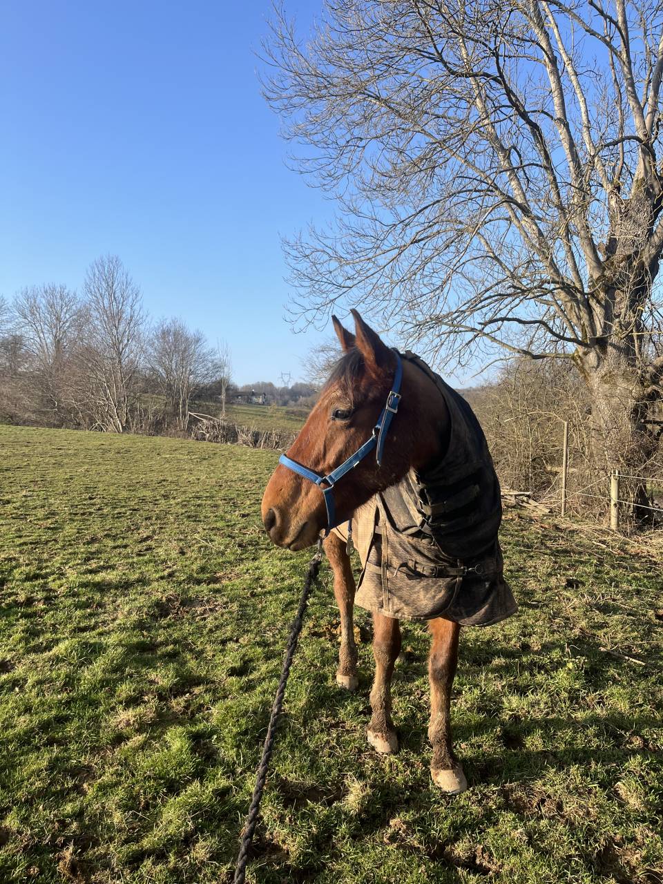 Recherche DP pour cheval 7 ans