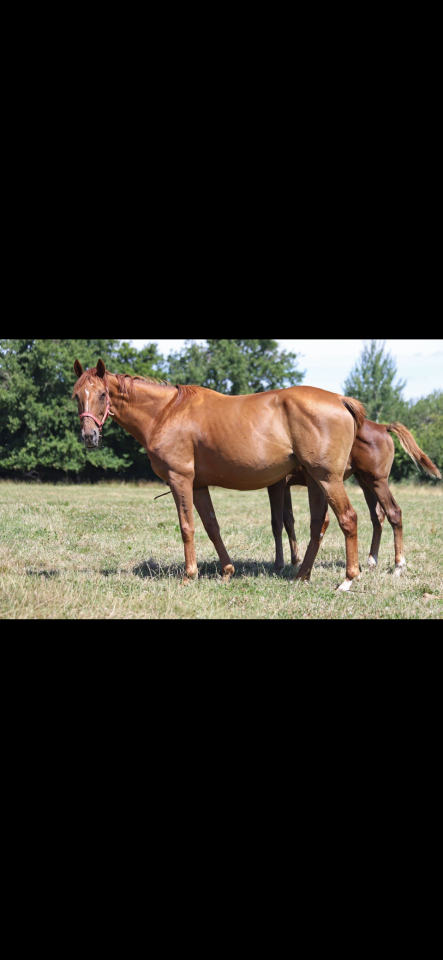 Pouliniere PSA de 11 ans