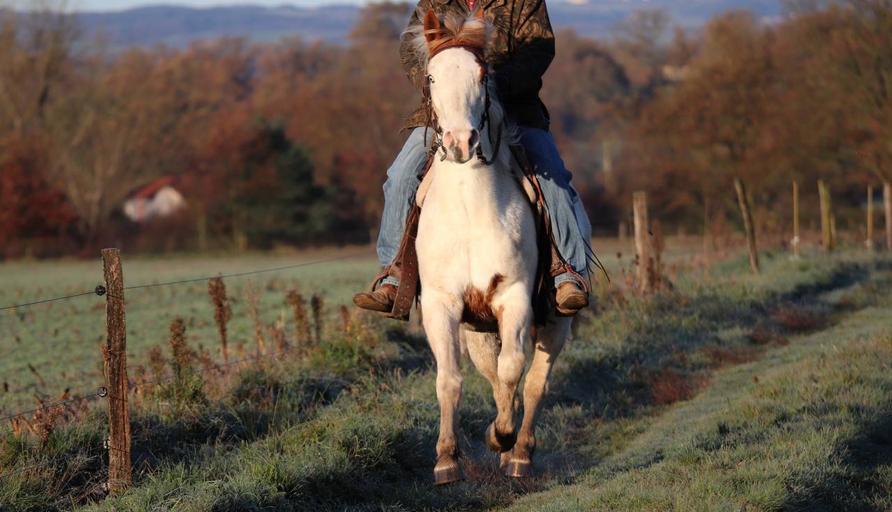 Jument OC Paint de 3 ans 