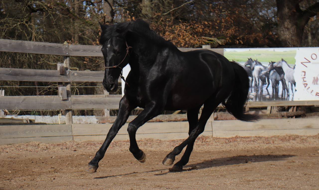 Hongre PRE 12 ans petit loisir/balade 