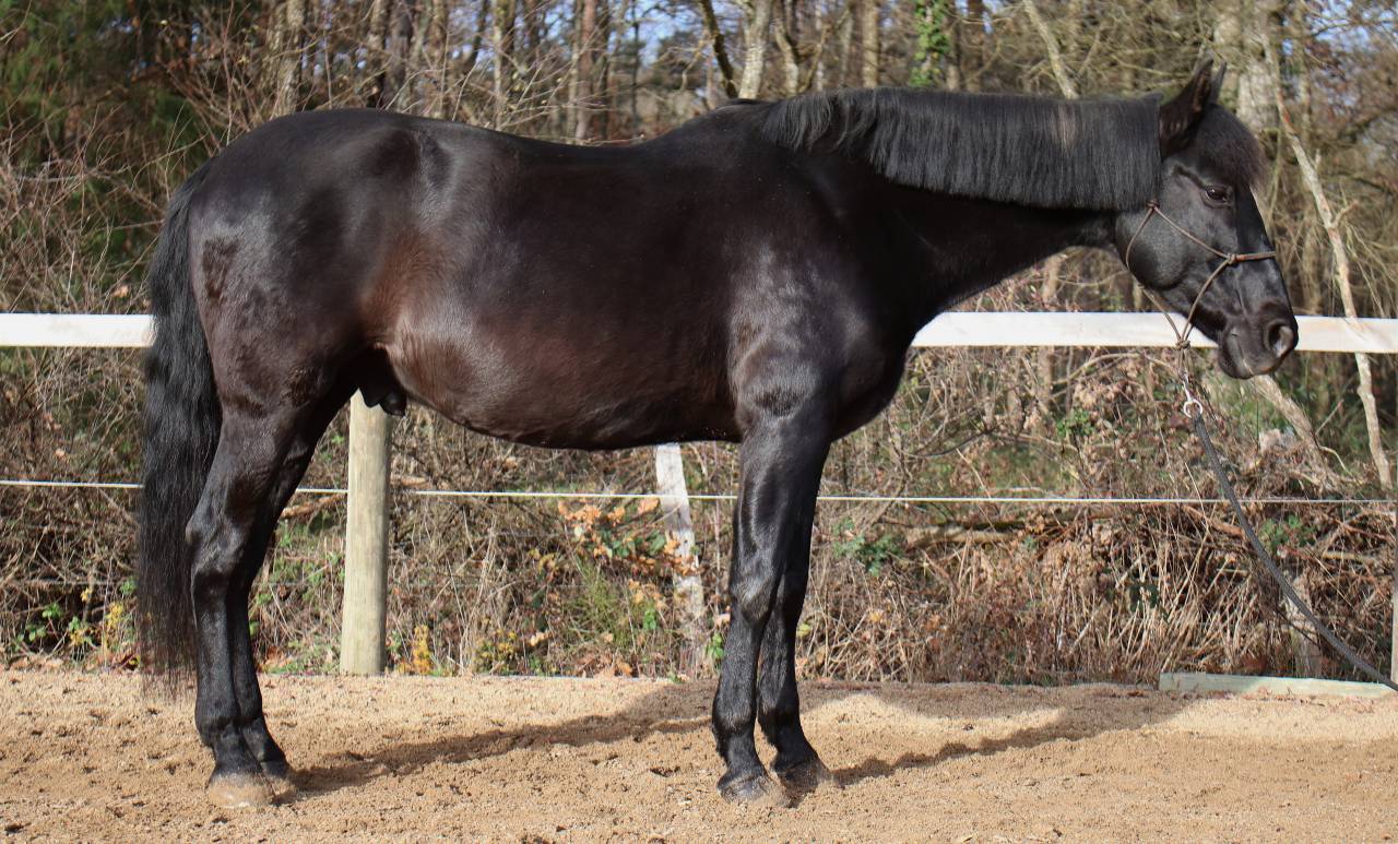 Hongre PRE 12 ans petit loisir/balade 