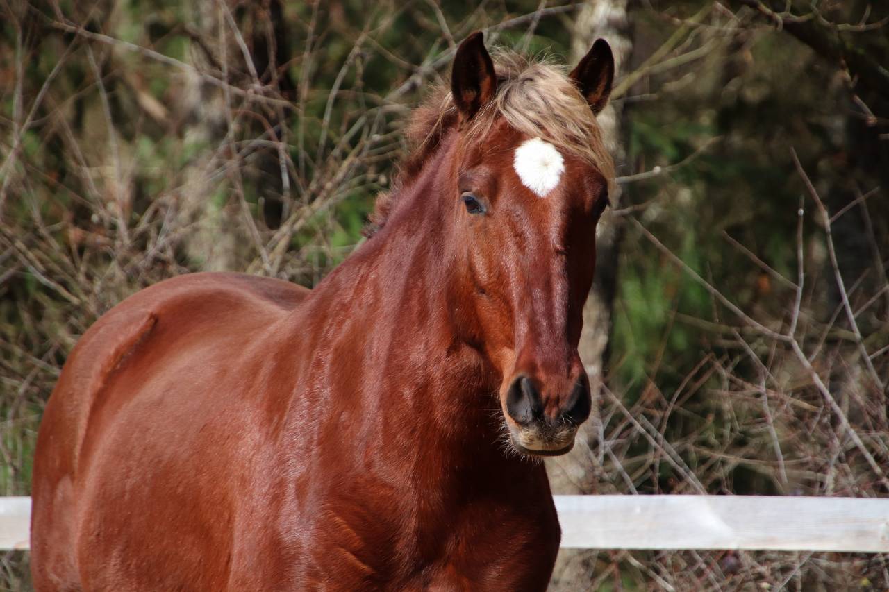 Hongre ONC type ib&eacute;rique 6 ans  