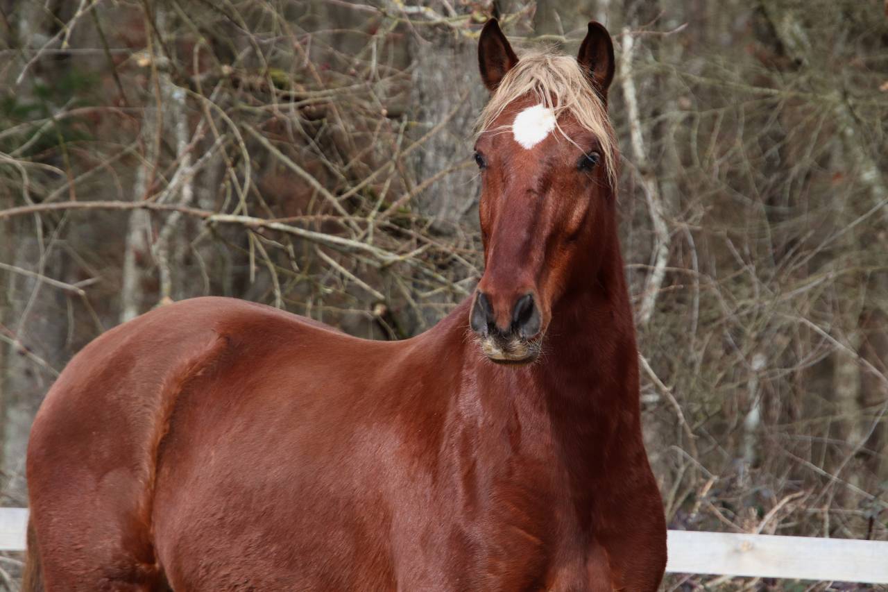 Hongre ONC type ib&eacute;rique 6 ans  