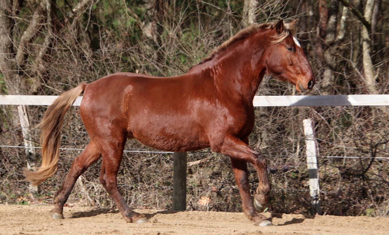 Hongre ONC type ib&eacute;rique 6 ans  