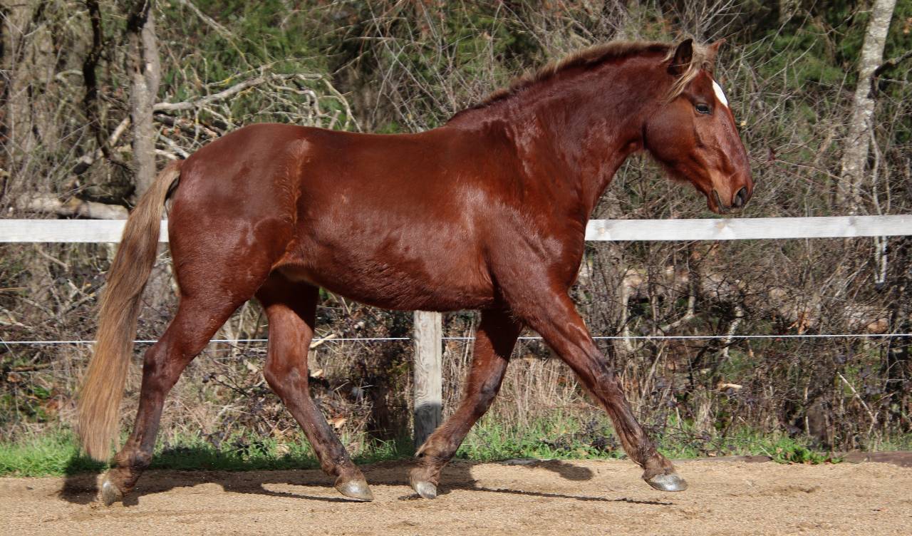 Hongre ONC type ib&eacute;rique 6 ans  