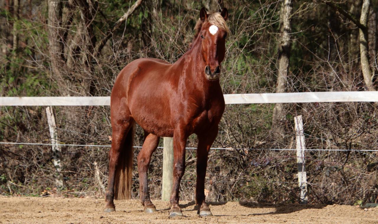 Hongre ONC type ib&eacute;rique 6 ans  