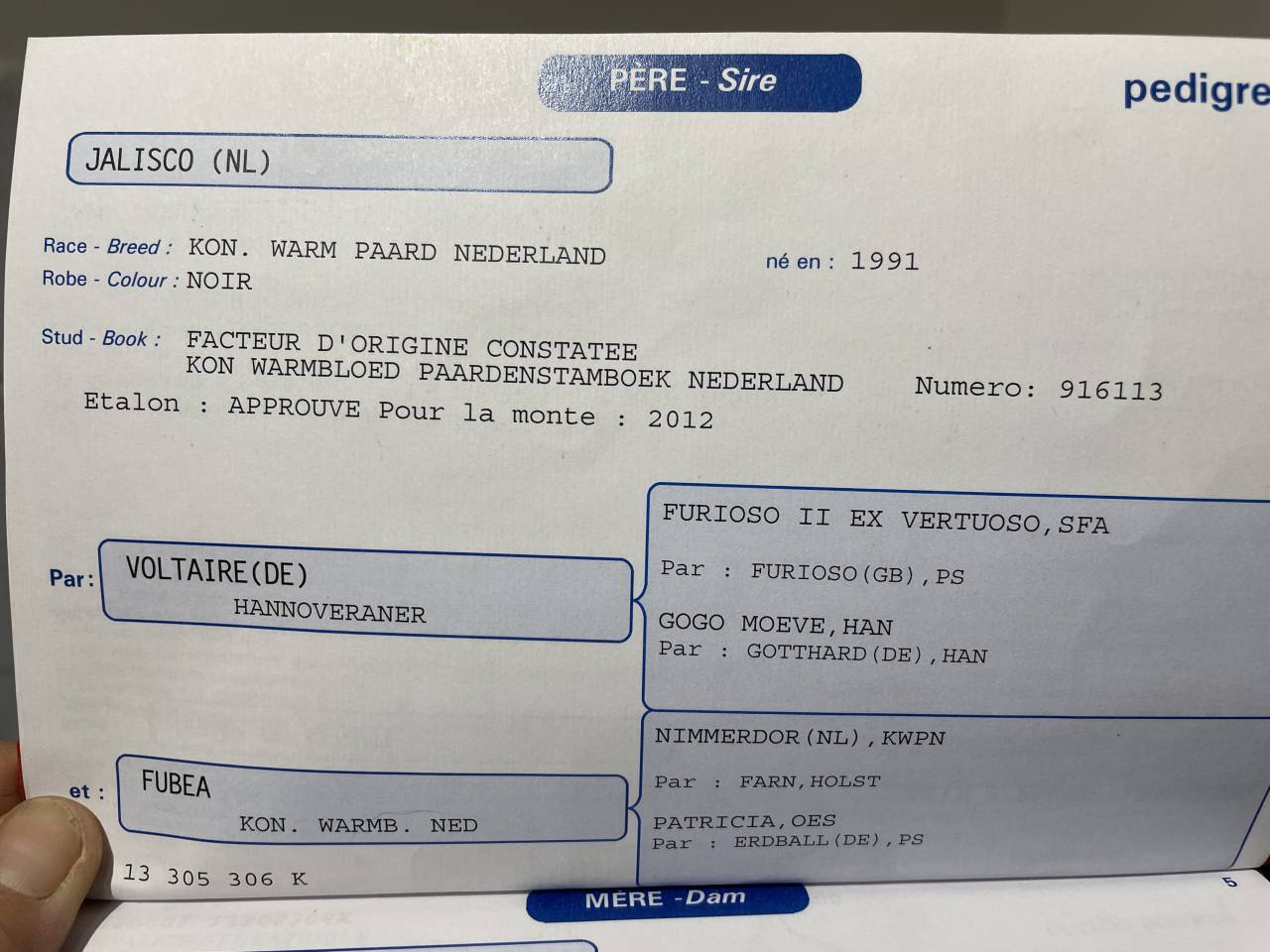 Hongre 12 ans origines KWPN