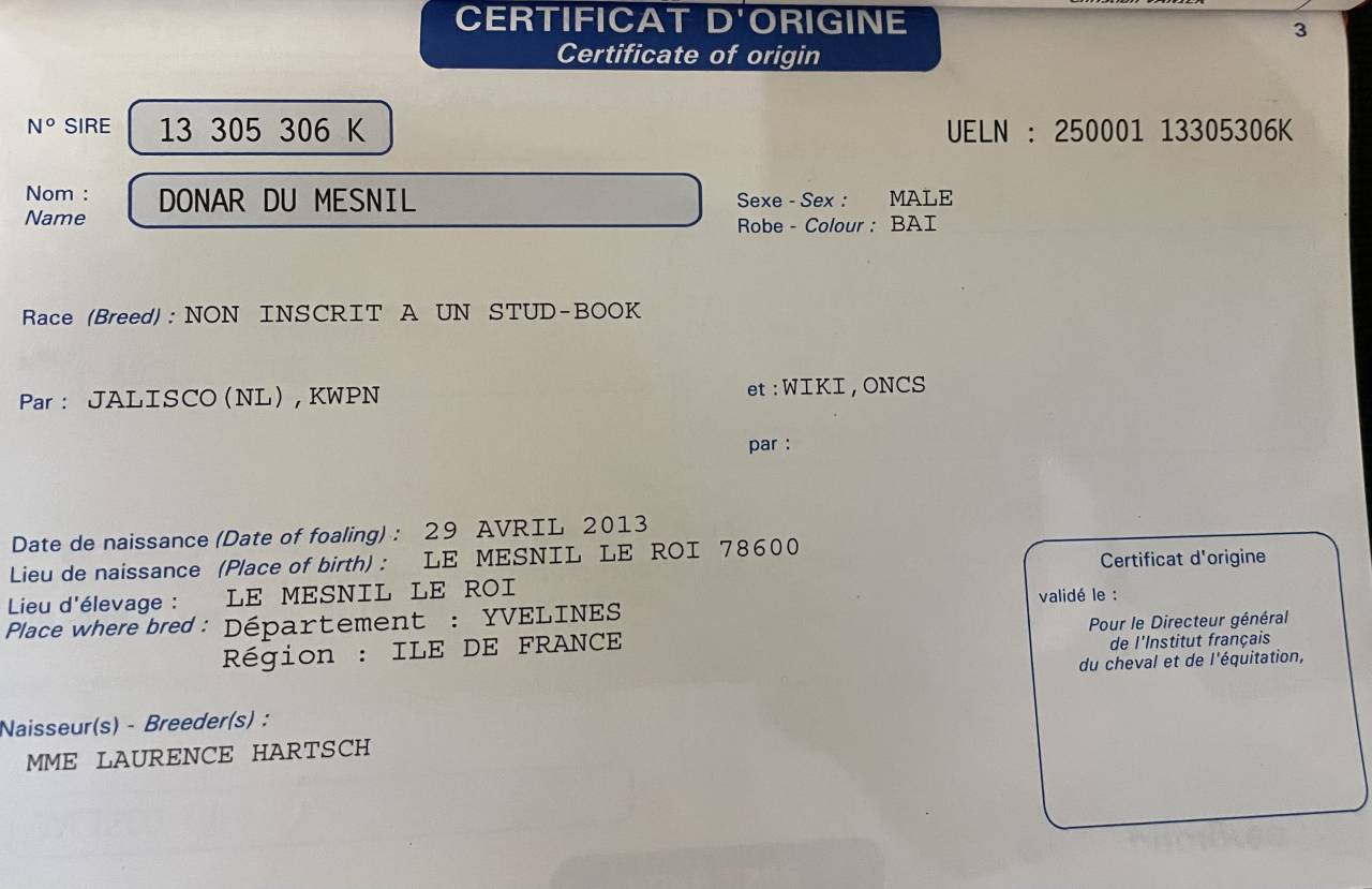 Hongre 12 ans origines KWPN