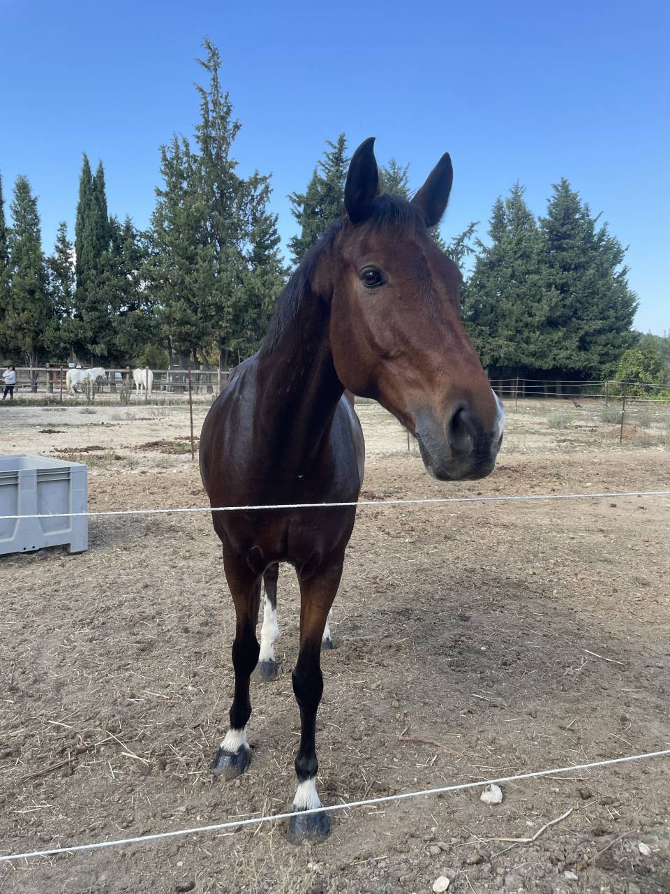 Hongre 12 ans origines KWPN